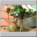 Aeshna juncea - Torf-Mosaikjungfer-Junglibelle m02.jpg